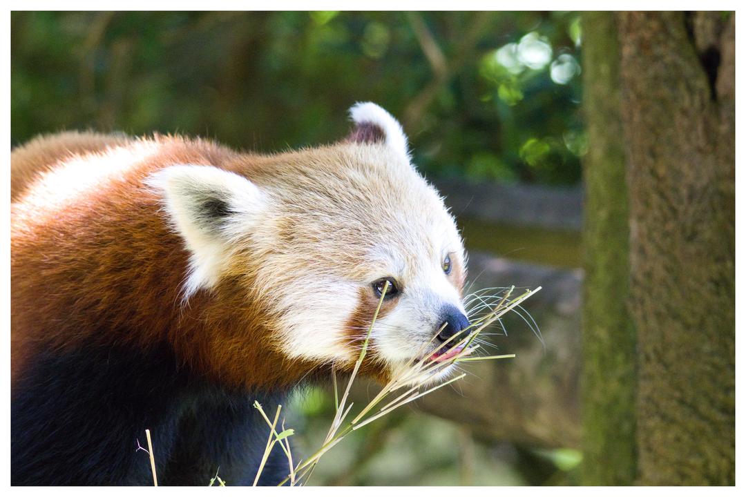 Blackpool Zoo